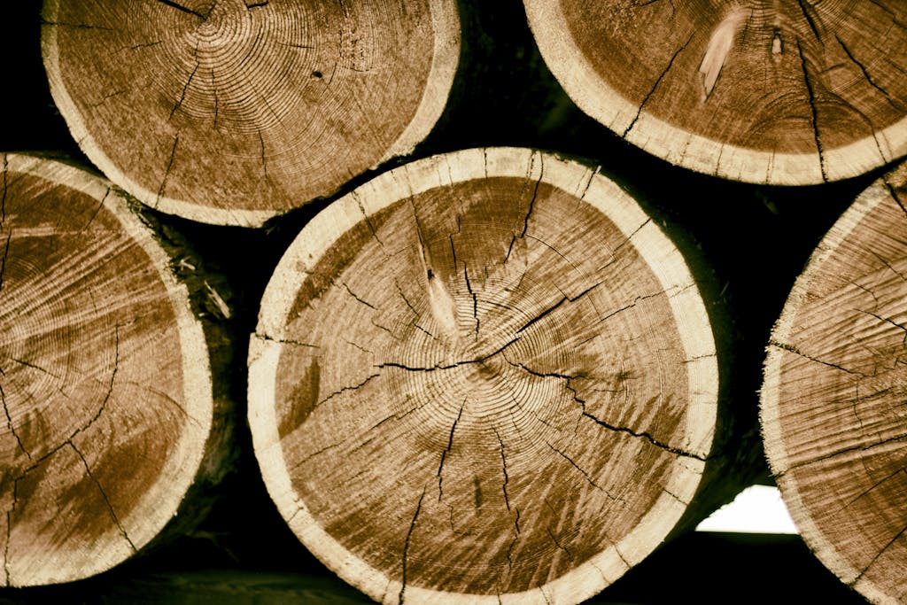 Close-up of a Pile of Tree Logs